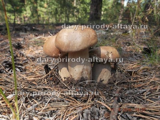 Сушеные белые грибы «1 сорт»